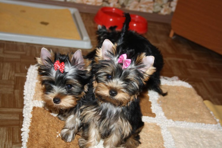 Йоркшир терьер мини