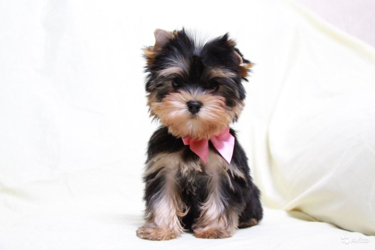 Йоркширский терьер мини