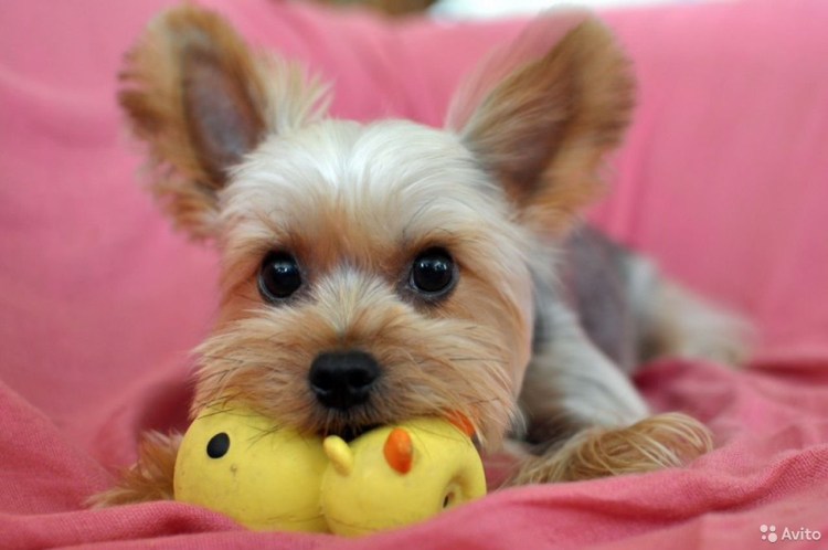 Йоркширский терьер