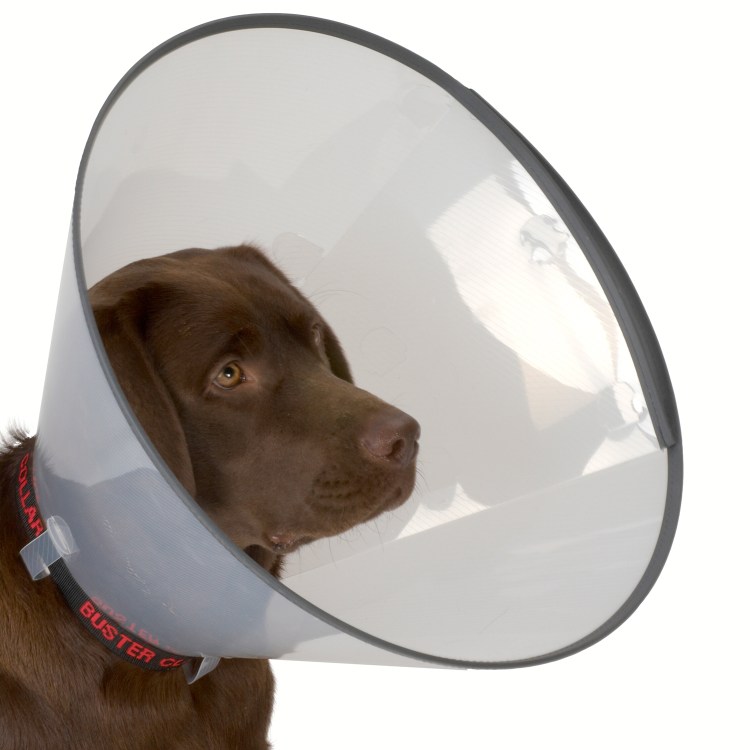 Асадов собака рыжая