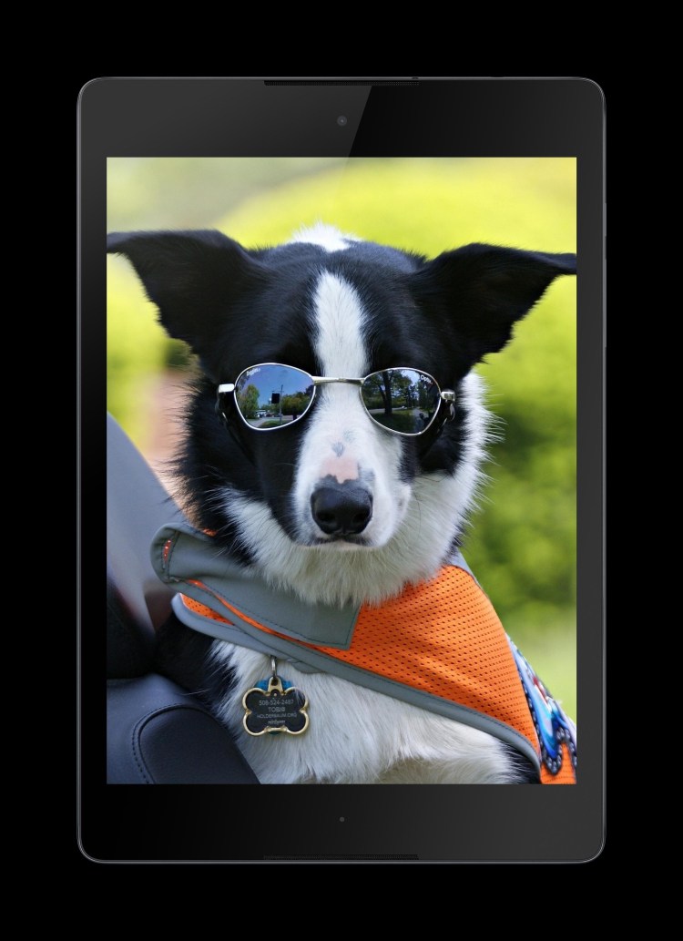 Доберман обои