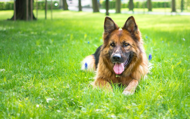 Животные показывают язык