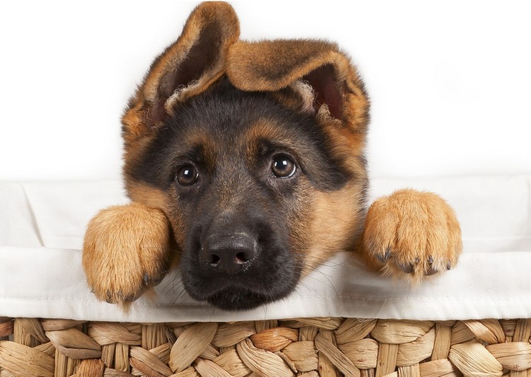 Экран собаки