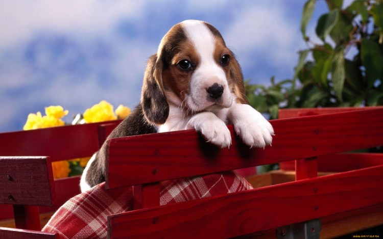 Ограждение для животных Savic Dog Barrier Gate Indoor a3212 62х75 см