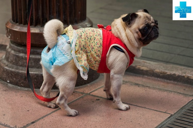 Мопс в памперсе