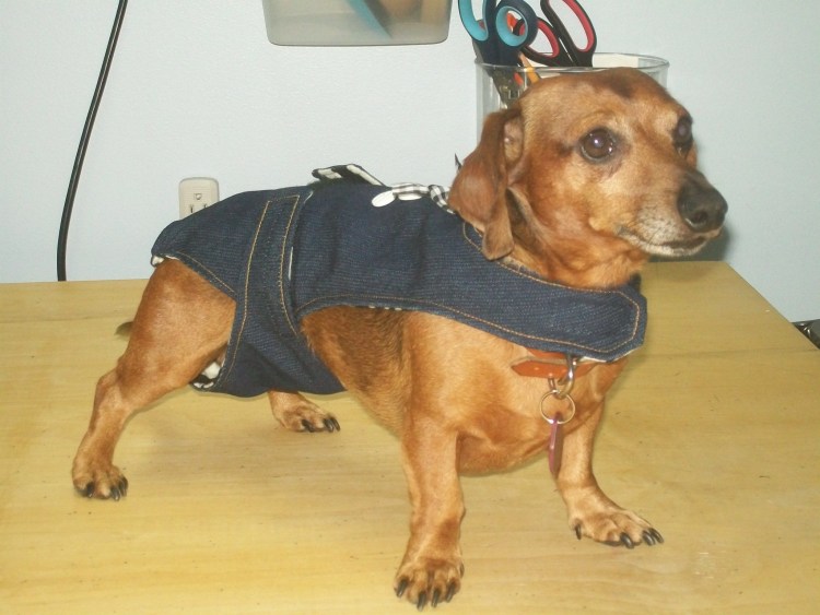 Подгузники для таксы