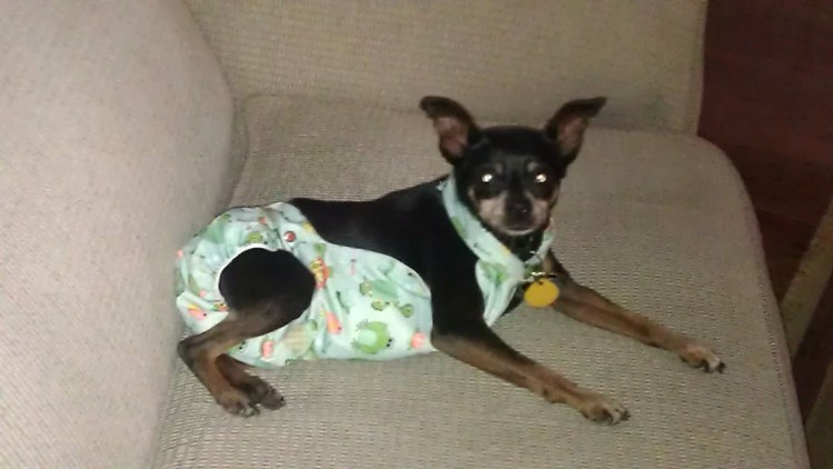 Памперсы для той терьера