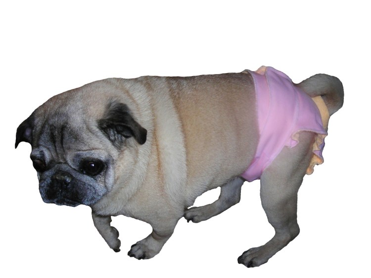 Мопс в подгузниках