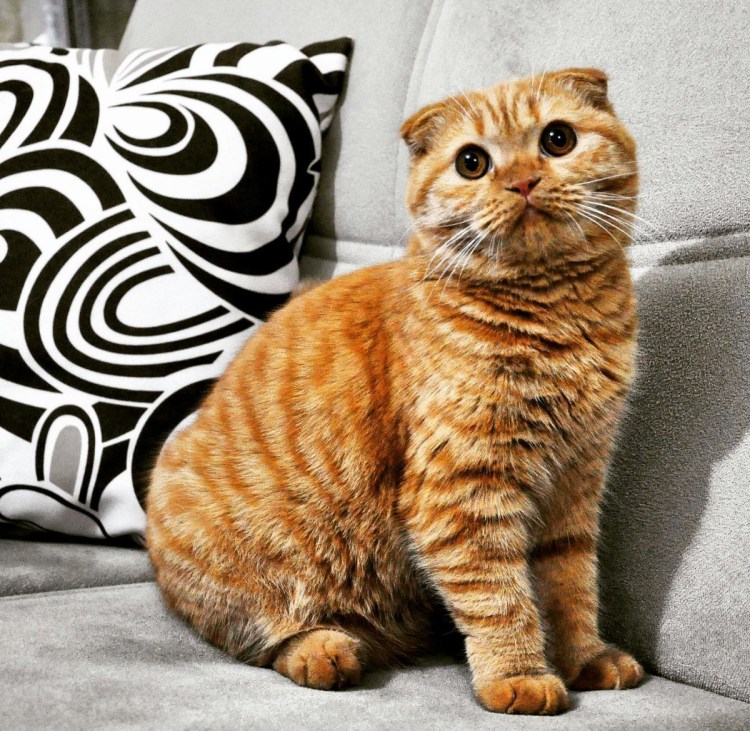 Королевский вислоухий кот