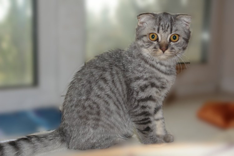 Скоттиш фолд мраморный