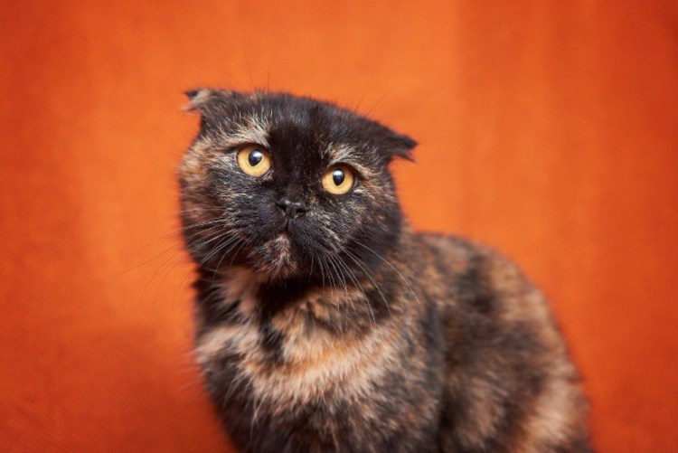 Окрас ns22 Шотландская