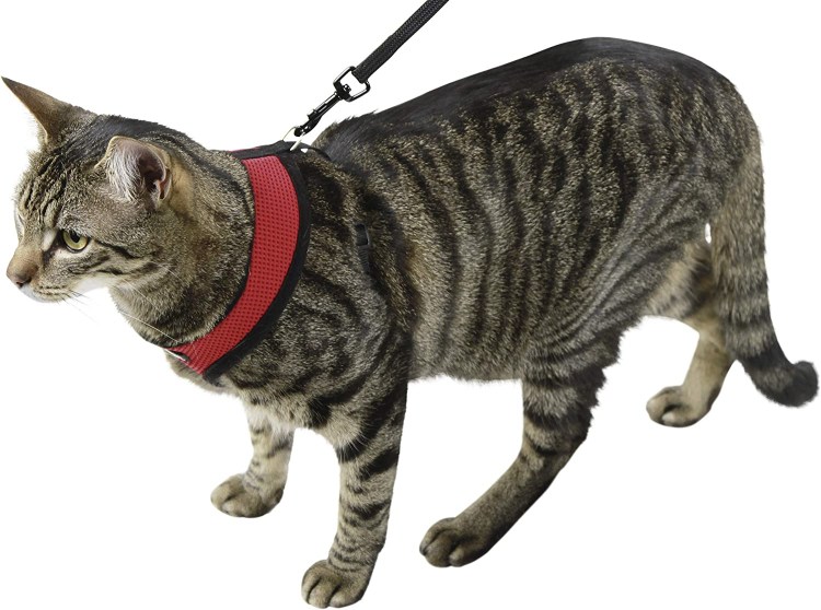 Амуниция для кошек