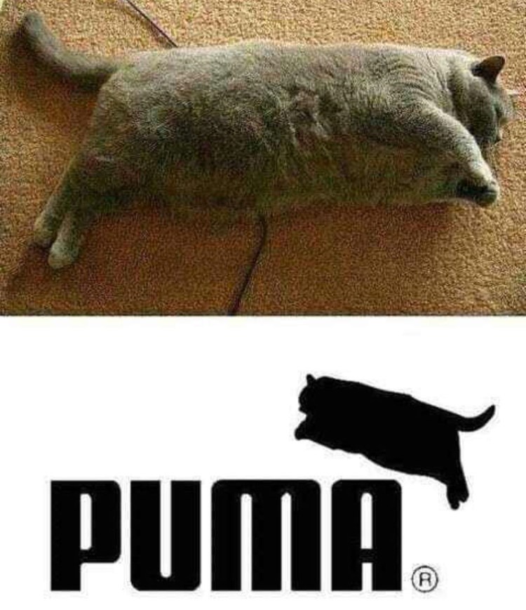 Морщинистый канадский сфинкс