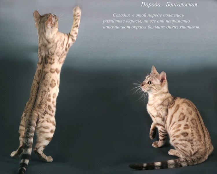 Кот Заратустра и Светлана Петрова