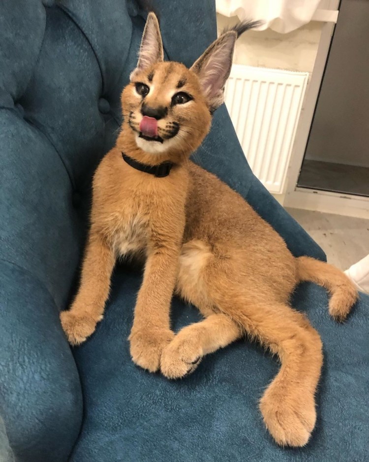 Адам драйвер Ориентал