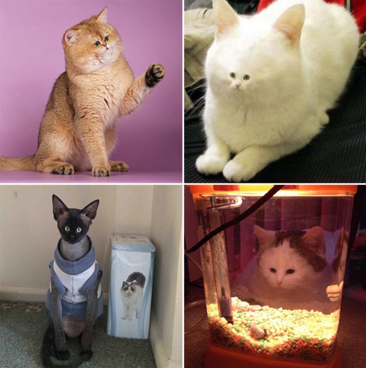 Коты живопись Сьюзен Херберт