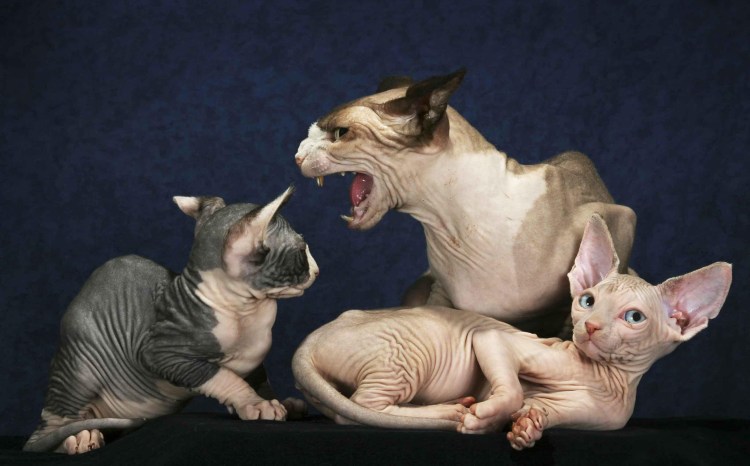 Кошачьи пародии Сьюзен Херберт