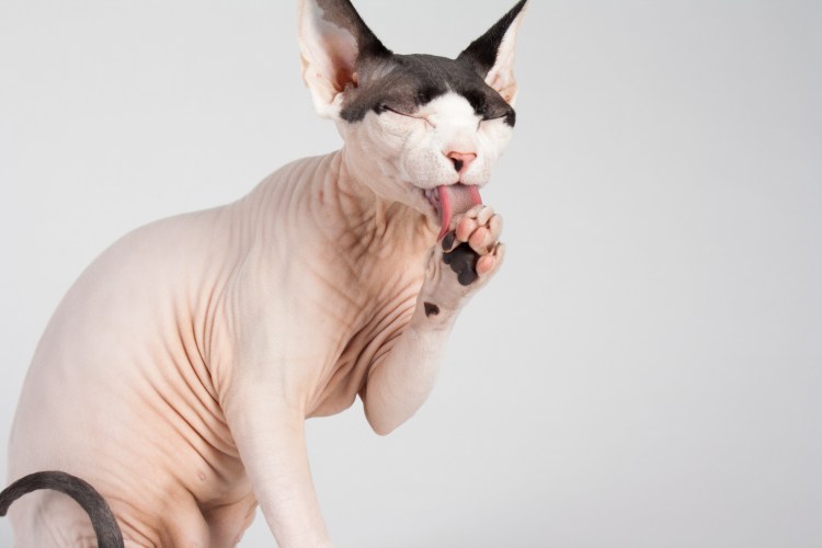 Два черных кота