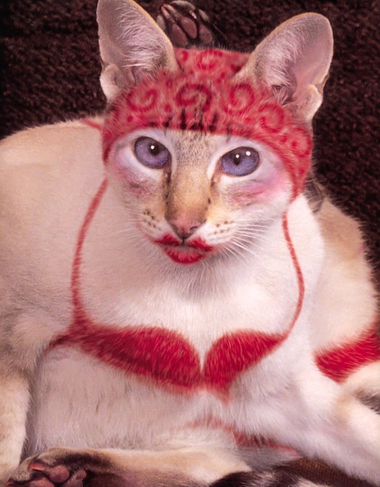 Кошка Венера Химера