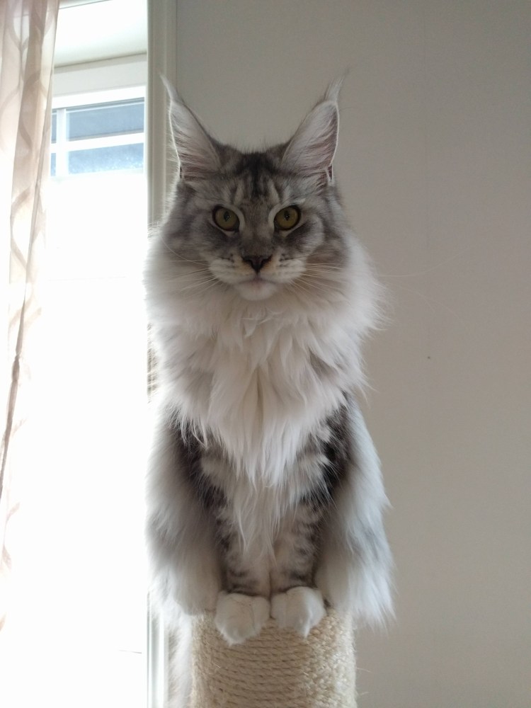 Мейн кун 30 кг