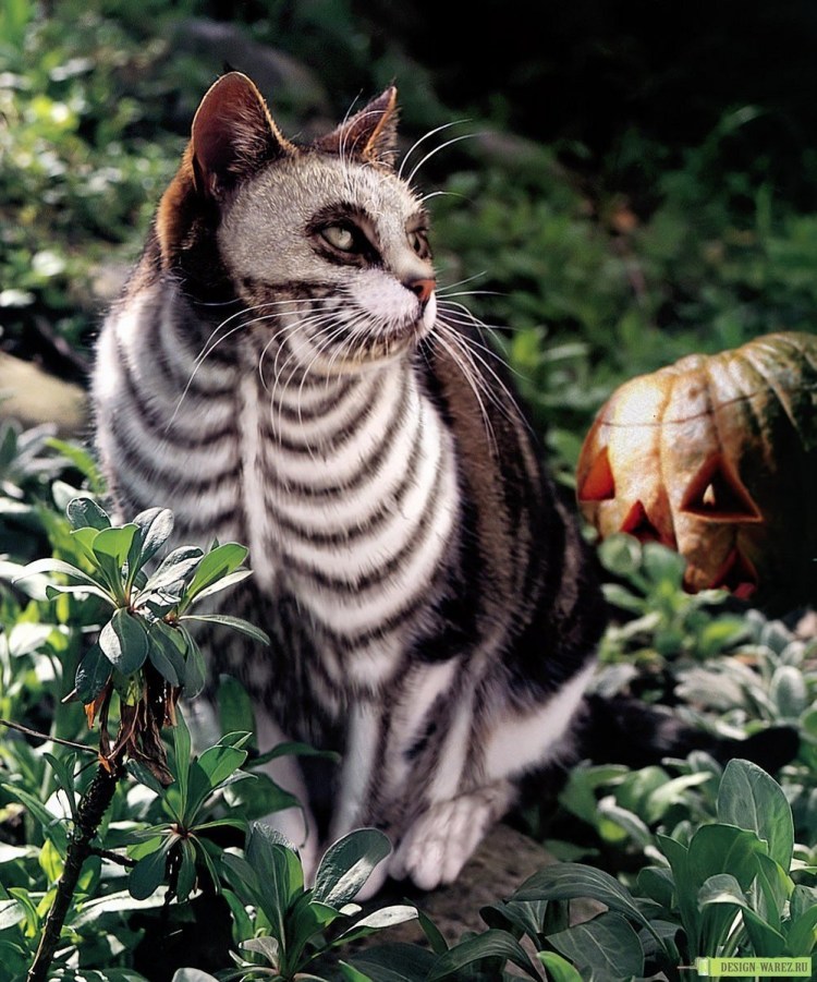 Крашеный кот