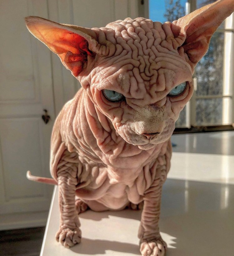 Шотландская вислоухая смешные