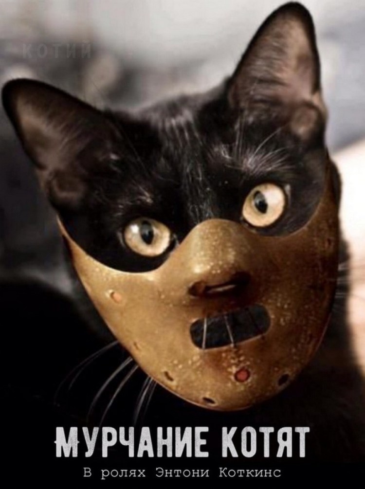 Котики приколы