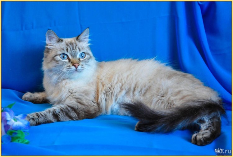 Невская маскарадная