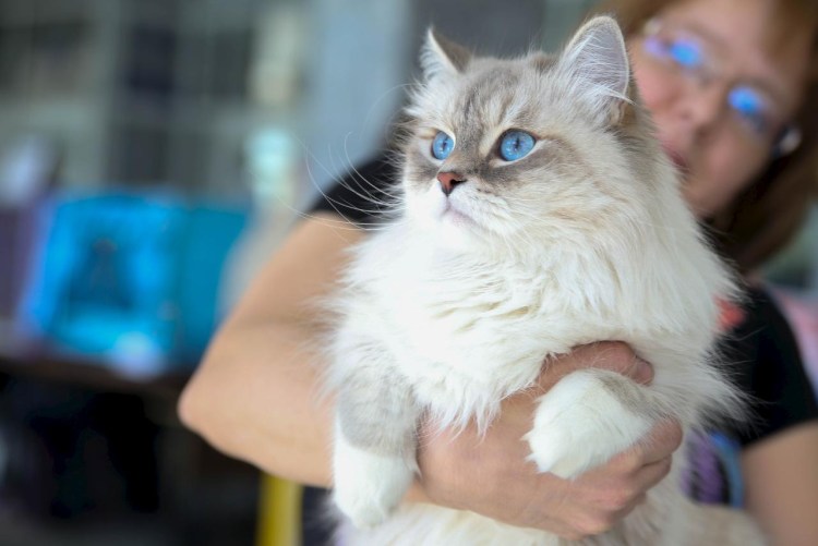 Невская маскарадная кошка гладкошерстная