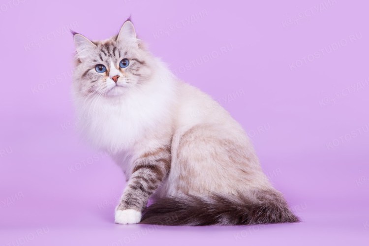 Русская Невская маскарадная кошка