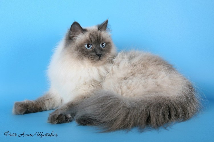 Сайт питомника звезда маскарада