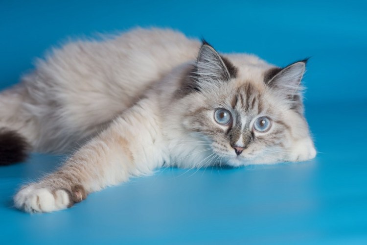 Невская маскарадная кошка