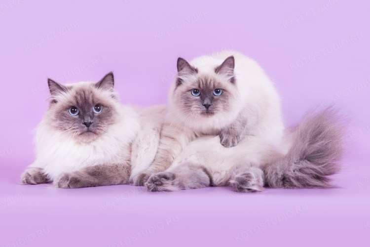 Невская маскарадная кот