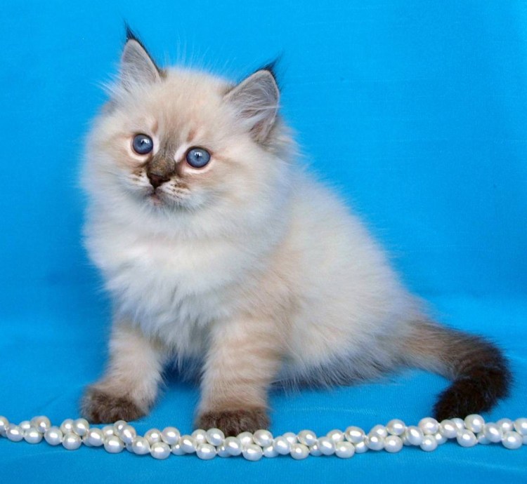 Невская маскарадная кошка короткошерстная