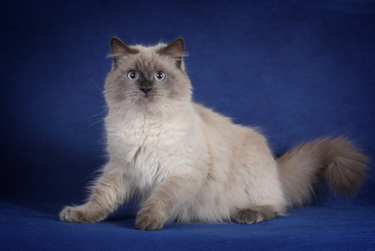 Невский маскарадный Блю Пойнт