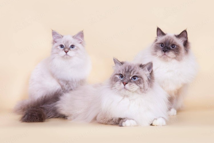 Сибирская Невская маскарадная