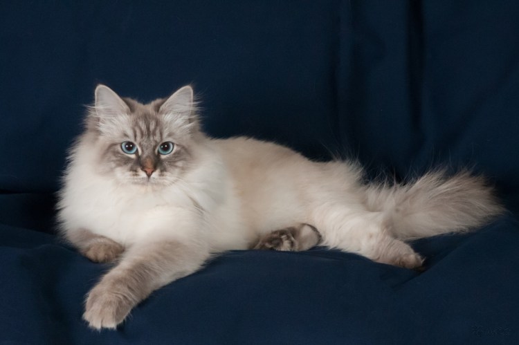 Невская маскарадная котята