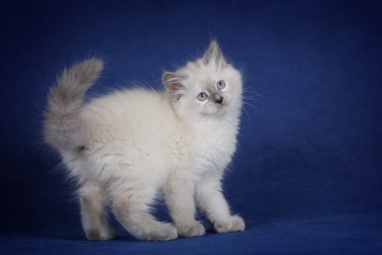 Невская маскарадная кошка короткошерстная