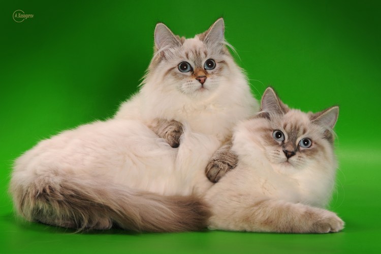 Невская маскарадная кошка