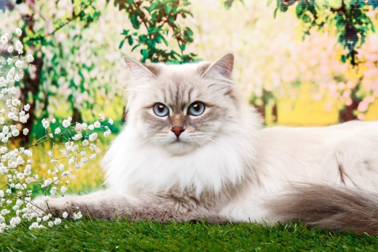 Невская маскарадная кот