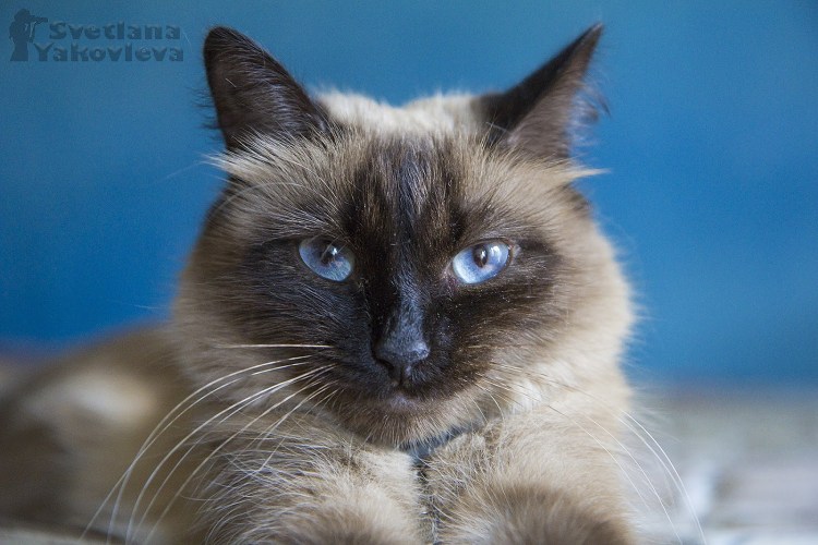 Гипоаллергенные кошки Невская маскарадная