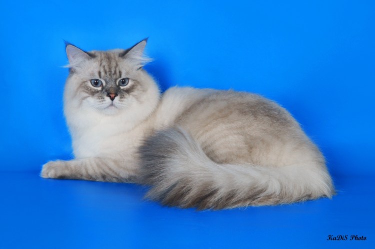Невская маскарадная кошка