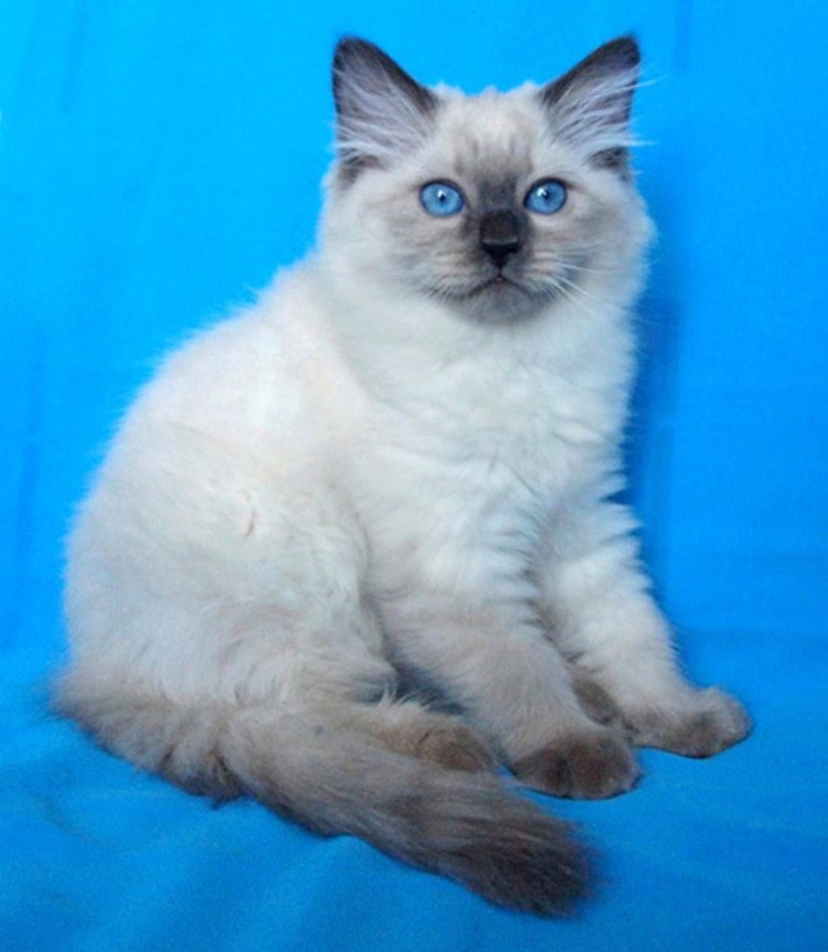 Невский маскарадный кот