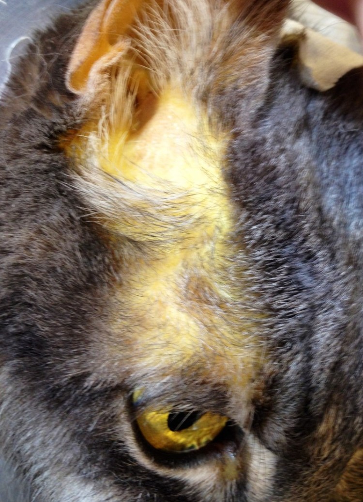 Стадии почечной недостаточности у кота