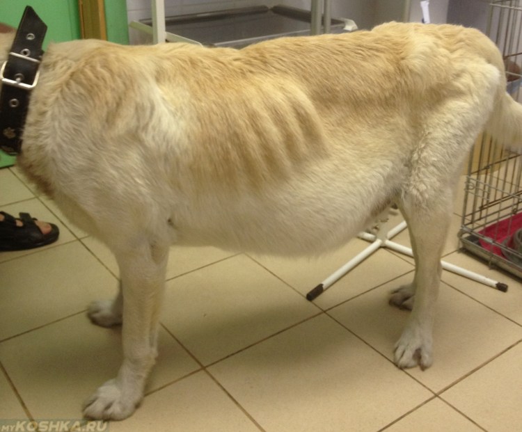 Коронавирус перитонит кошек