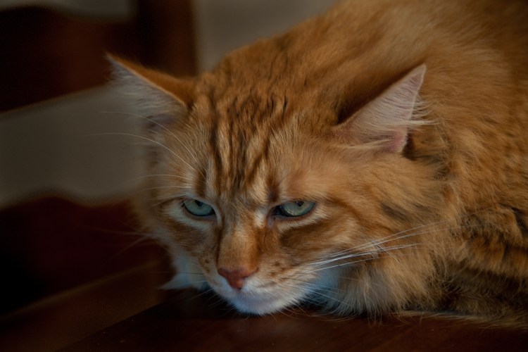 Кошачья чумка панлейкопения