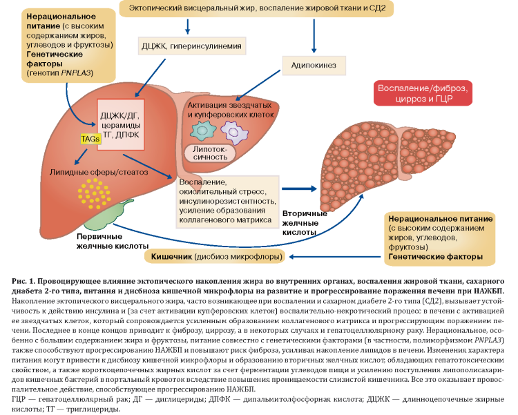 Уролитиаз (мочекаменная болезнь) у котов