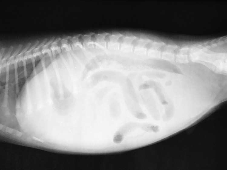 Саркоптоз демодекоз нотоэдроз