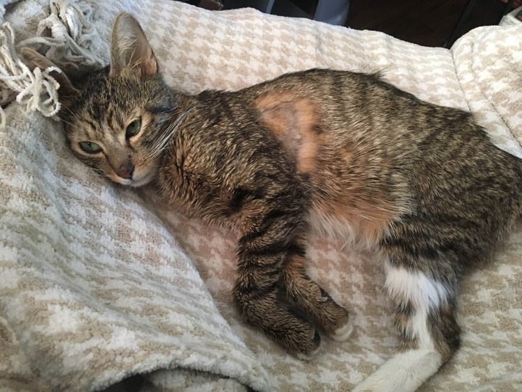 Влияние спирта на печень