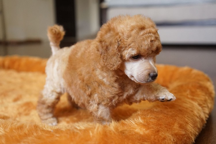 Карликовый пудель рыжий